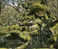 Magical Places Of Britain Book By Rob Wildwood -The Viking Dragon Page028 290979