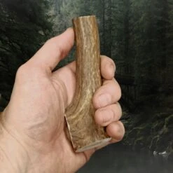 Scottish Stag Antler Roll -The Viking Dragon ch antler roll in hand thick end
