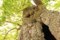 Magical France Book By Rob Wildwood -The Viking Dragon magical france rob wildwood Ancient oak tree in Forest of Broceliande Brittany