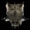 Large Boar Skin / Hide -The Viking Dragon mm boar skin