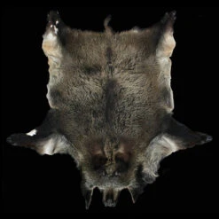Large Boar Skin / Hide